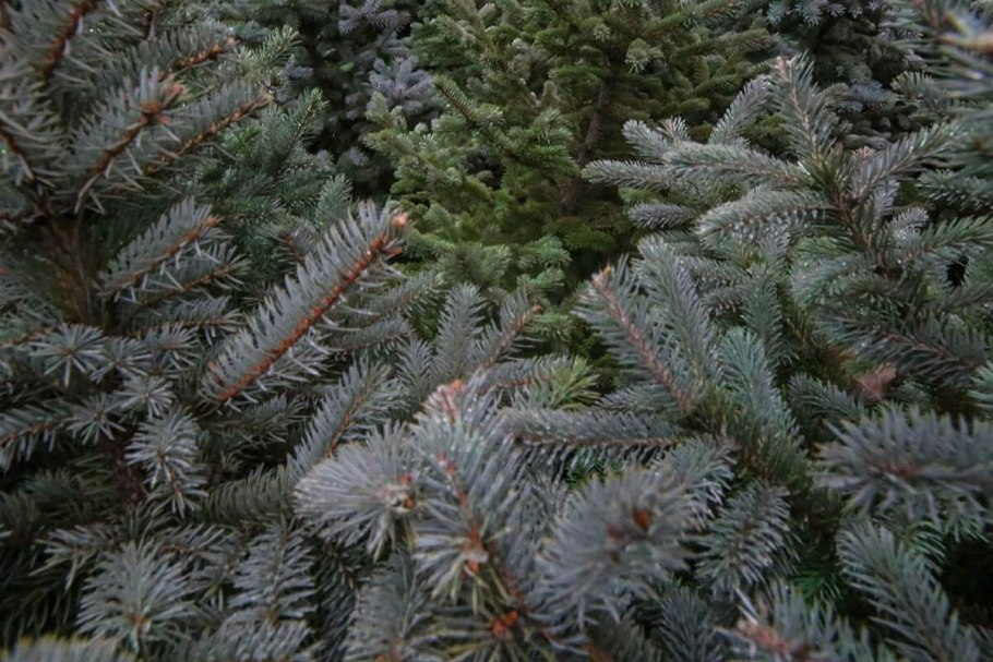 Ель колючая lucky strike