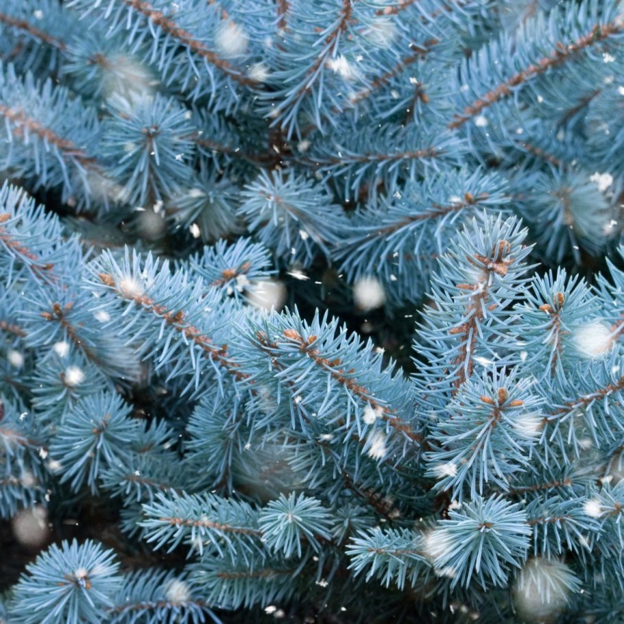 Ель колючая Глаука Аризона Кайбаб