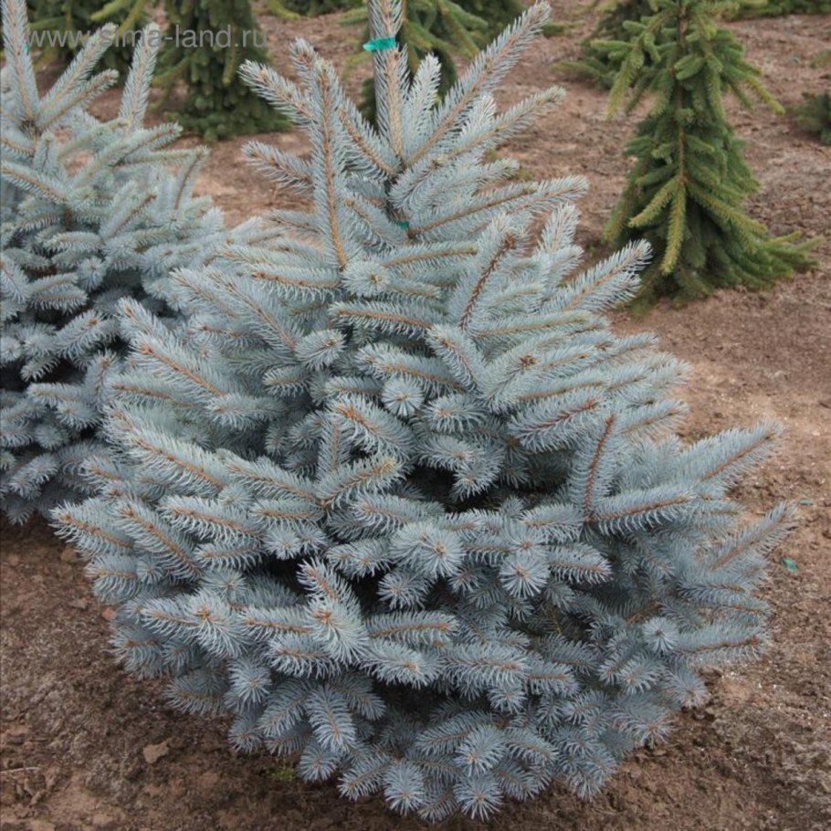 Picea obovata Krylow
