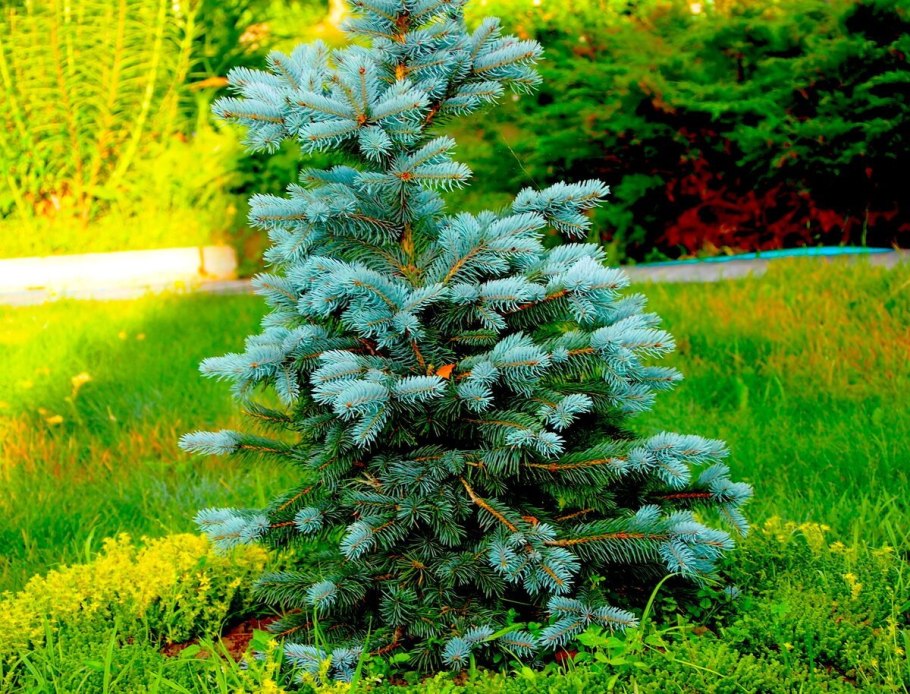 Голубая ель фузариоз