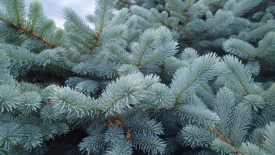 Picea pungens Blue Ball