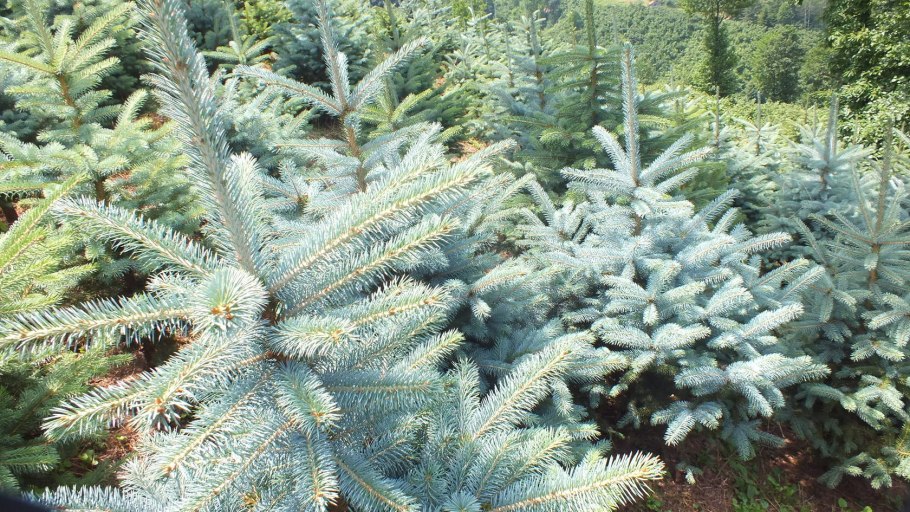 Ель колючая Хупси