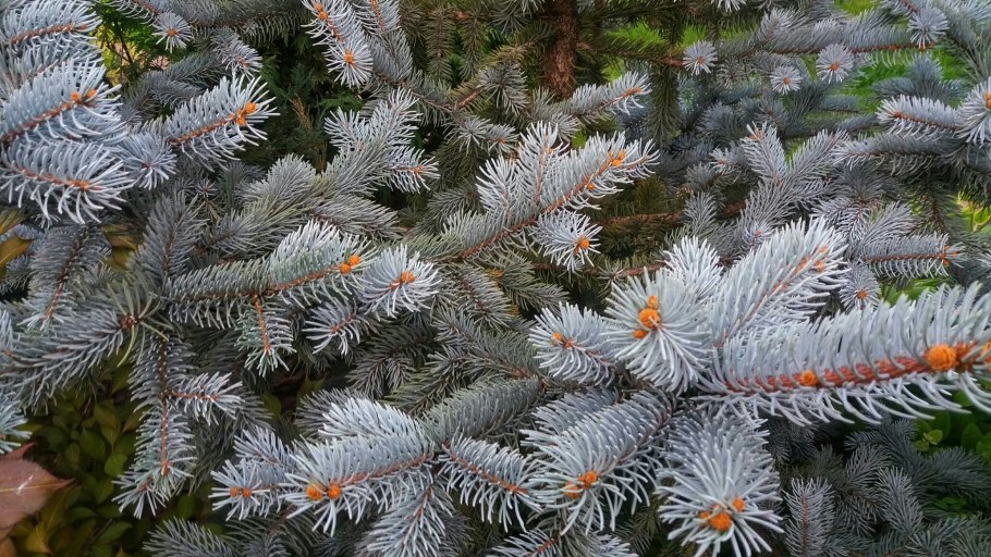 Ель голубая Глаука