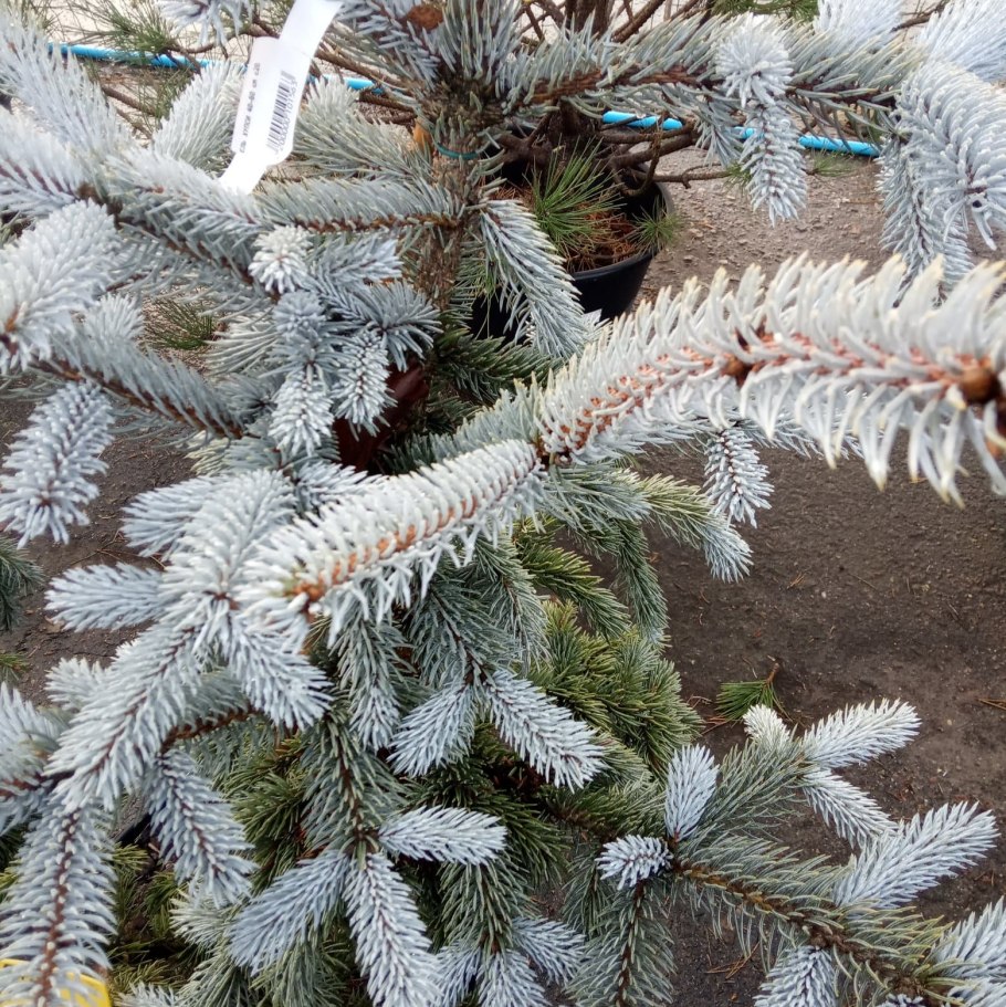 Ель колючая голубая Кейбаб