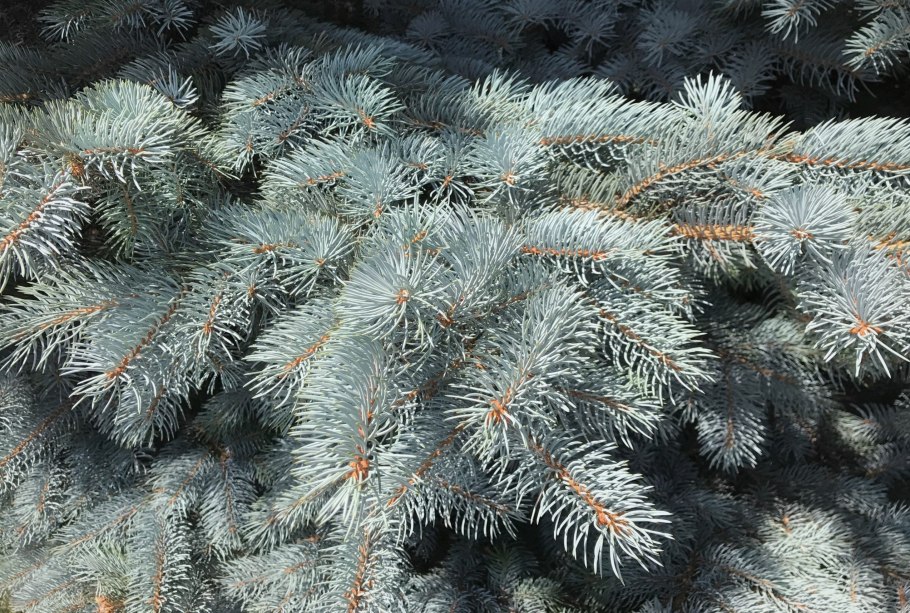 Ель голубая колючая