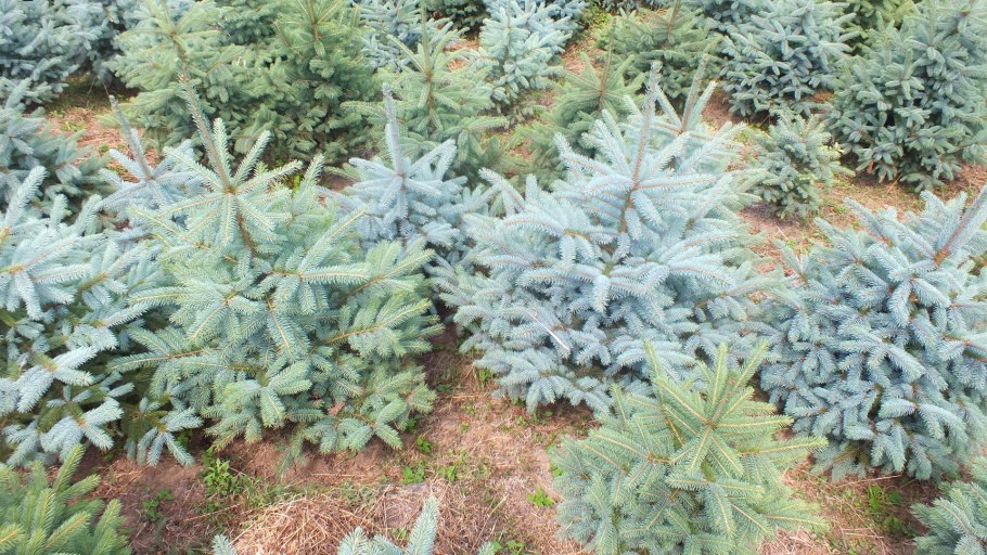 Ель сизая глаука