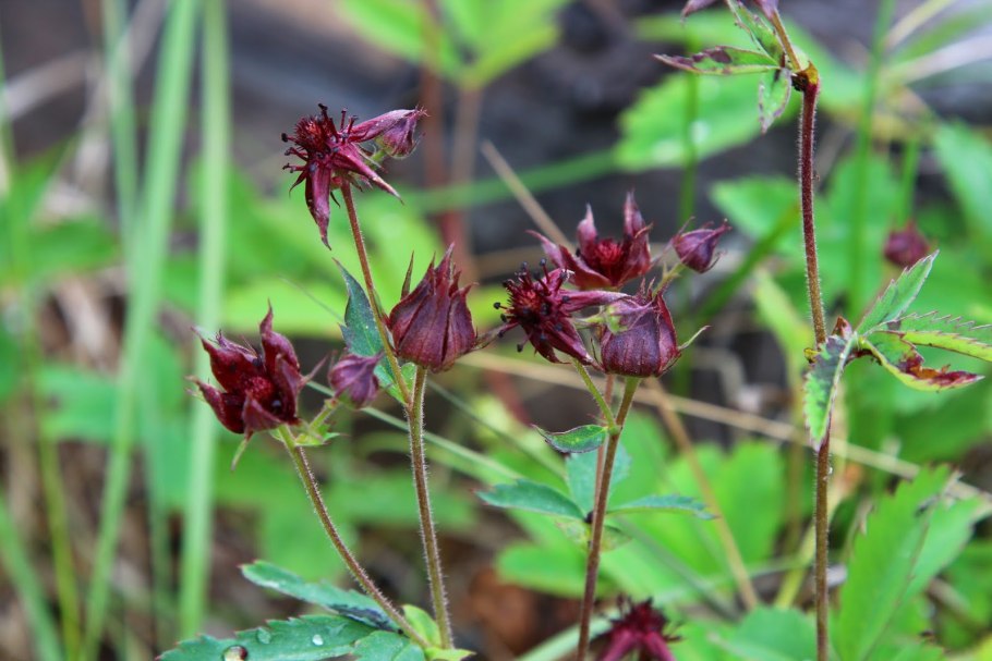 Comarum palustre формула