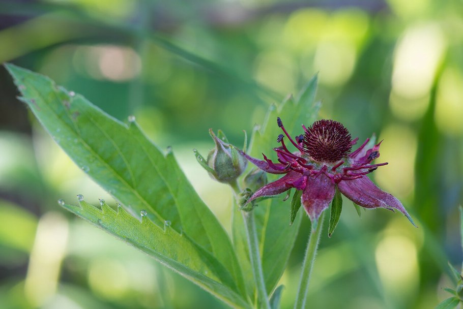Сабельник трава