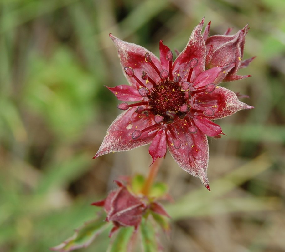 Сабельник болотный листья
