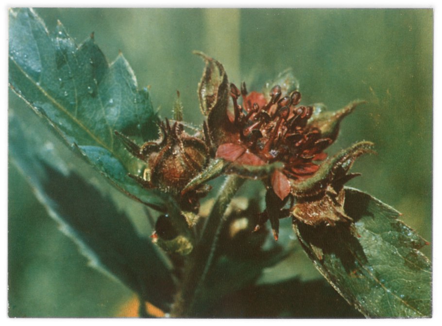 Сабельник Озёрный