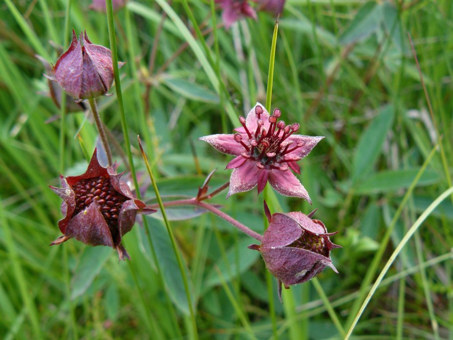 Сабельник болотный осенью
