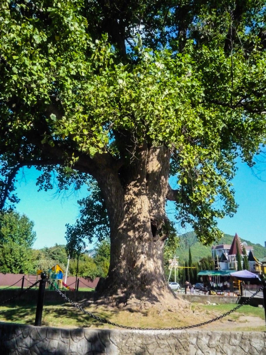 Тюльпановое дерево в Лазаревском