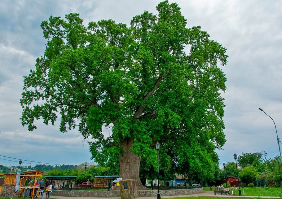 Тюльпановое дерево Головинка