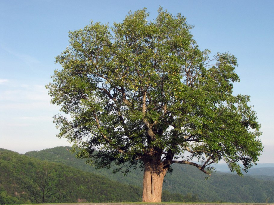 Тюльпановое дерево в Головинке