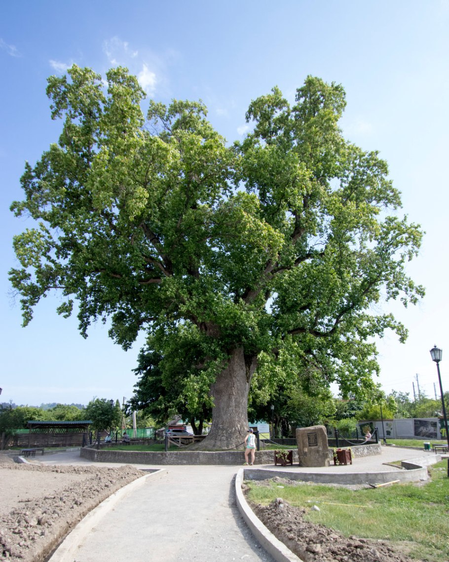 Тюльпановое дерево в Головинке апрель 2021