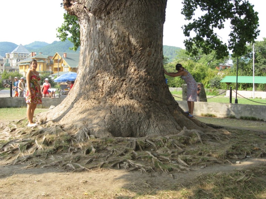 Дерево пророка в Сочи