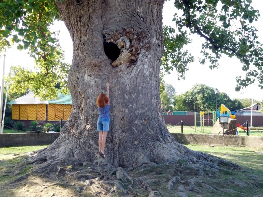 Тюльпановое дерево головинка