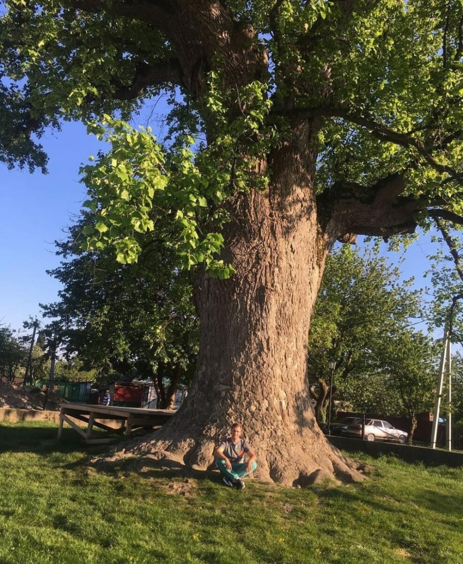 Тюльпановое дерево Головинка
