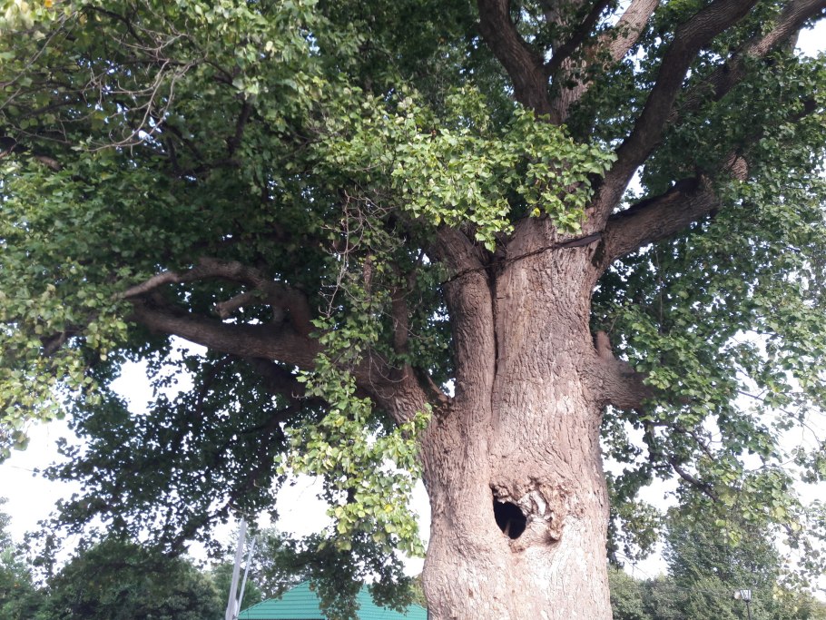 Тюльпановое дерево в Сочи