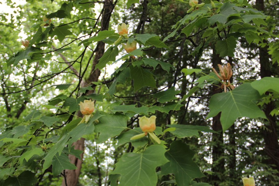 Тюльпановое дерево Лириодендрон Головинка
