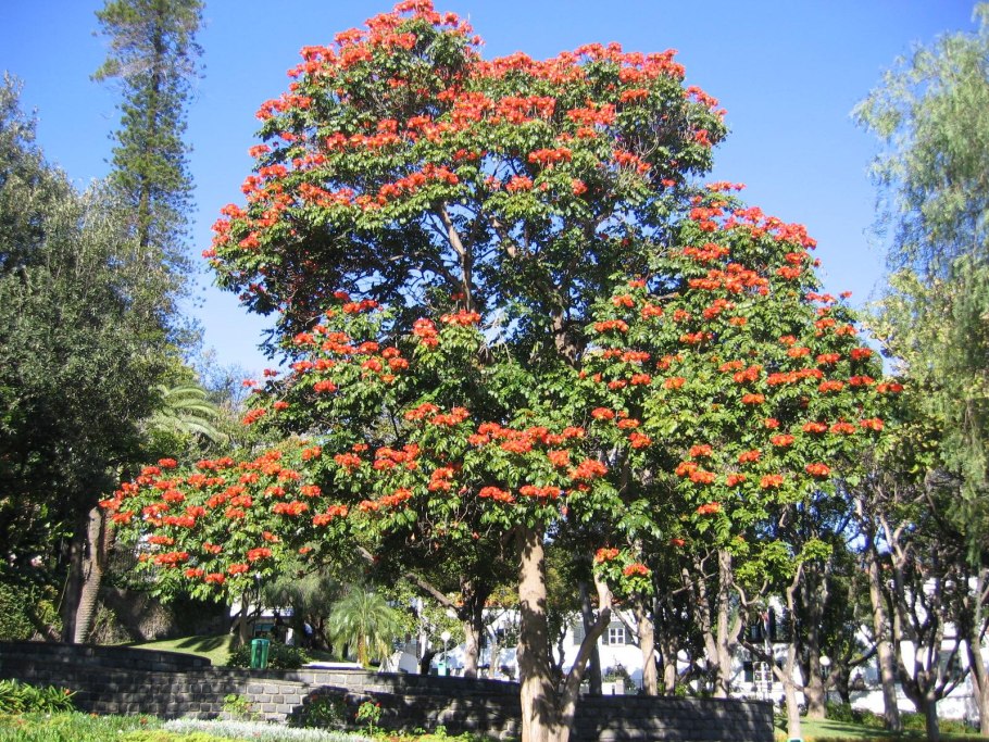 Спатодея африканское Тюльпанное дерево