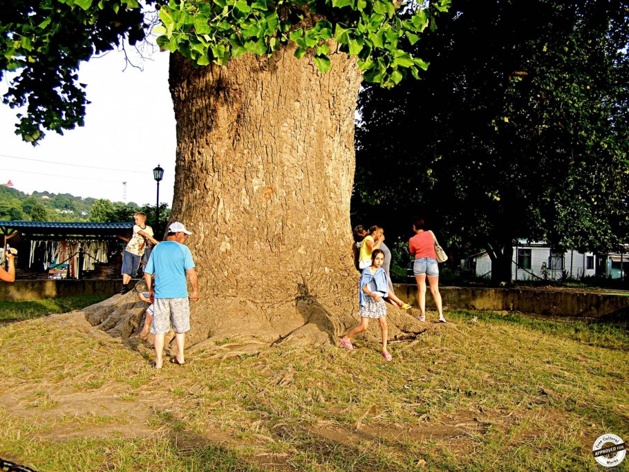 Тюльпановое дерево Головинка