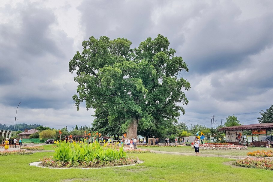 Платан тюльпановое дерево