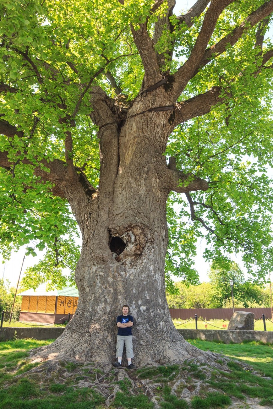 Головинка Сочи тюльпановое дерево