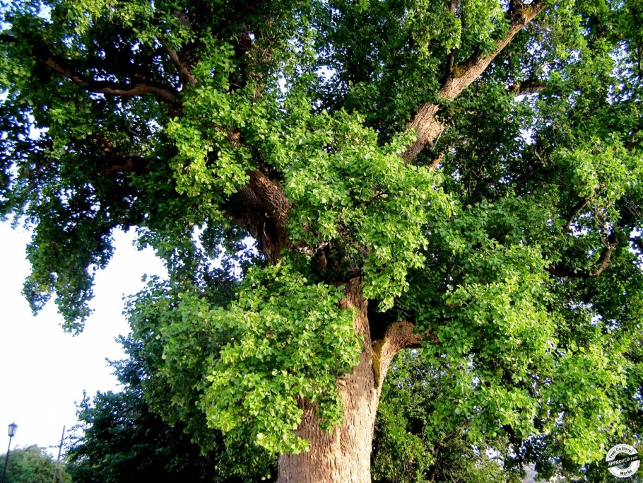 Тюльпанное дерево Северной Америки