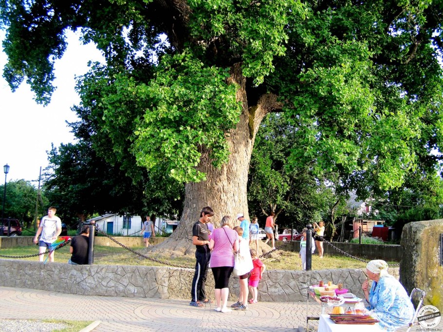Платан тюльпановое дерево