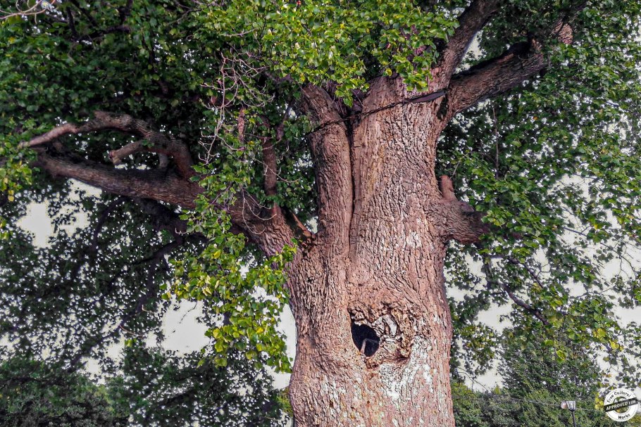 Тюльпановое дерево Головинка