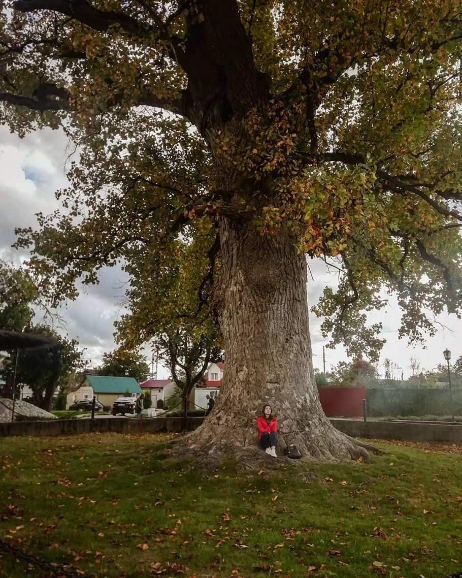 Тюльпановое дерево Головинка