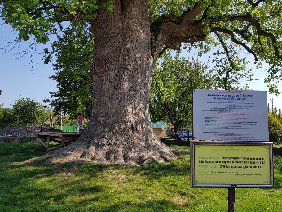 Тюльпановое дерево Головинка