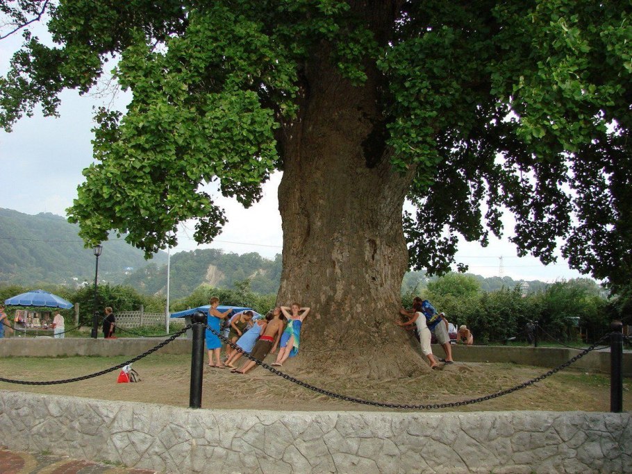 Тюльпановое дерево в Лазаревском