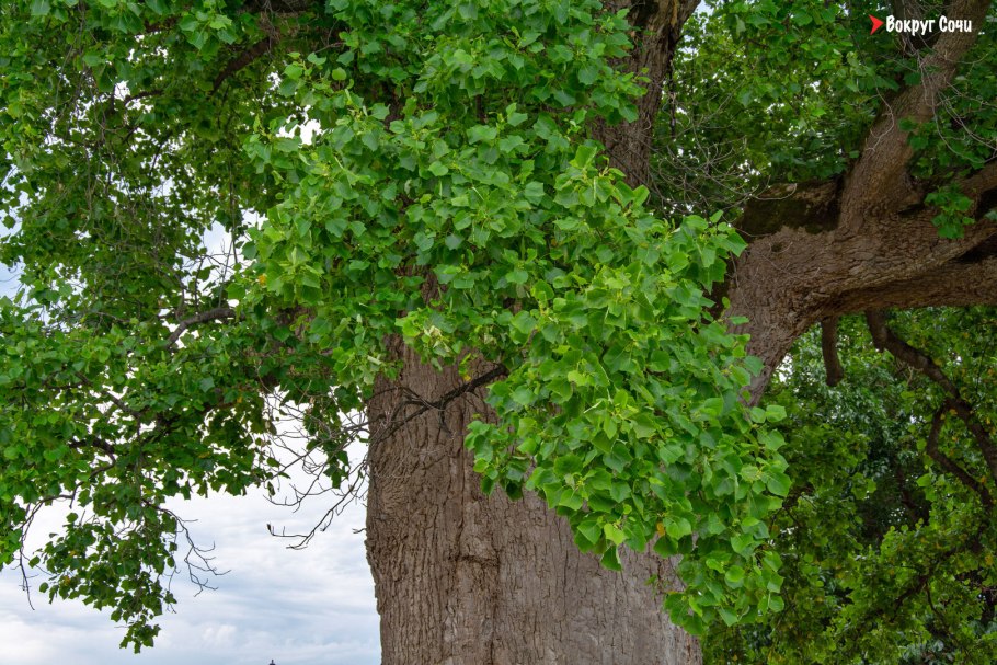 Тюльпановое дерево сочи головинка