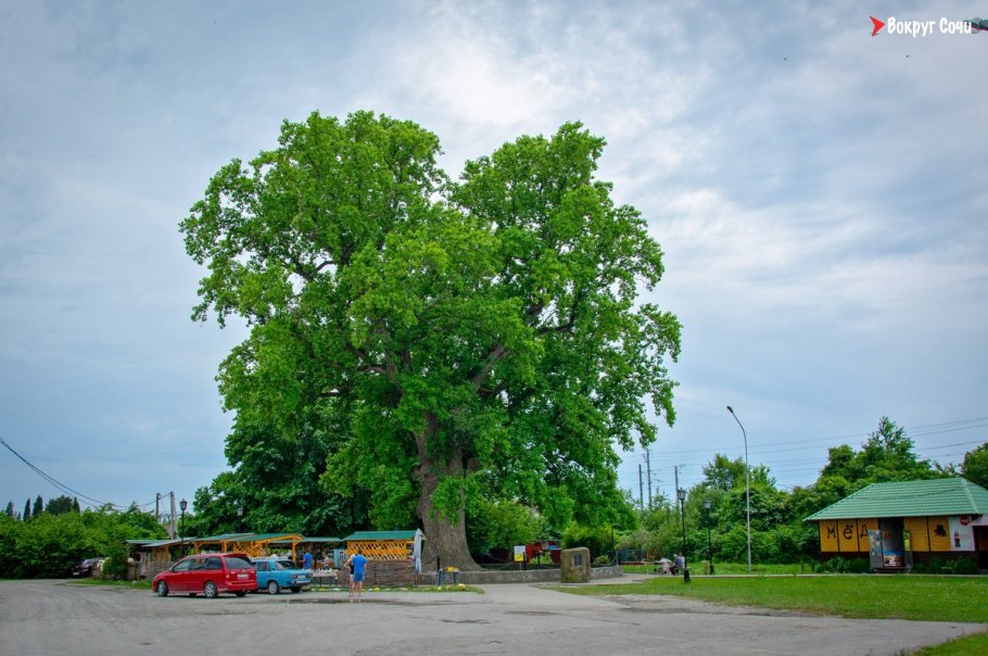 Поселок Головинка дерево