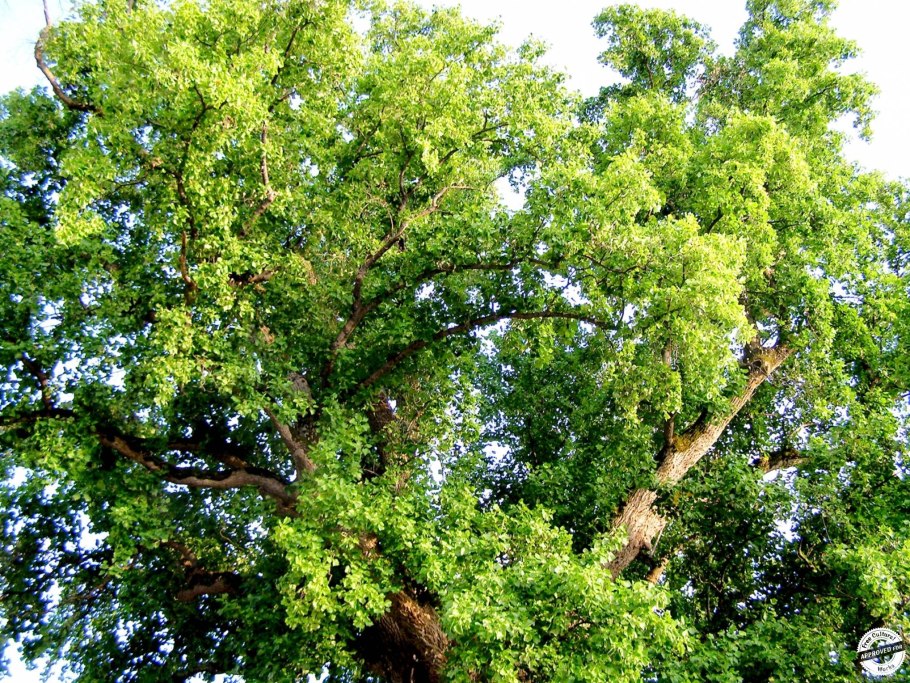 33 Водопада Сочи тюльпановое дерево