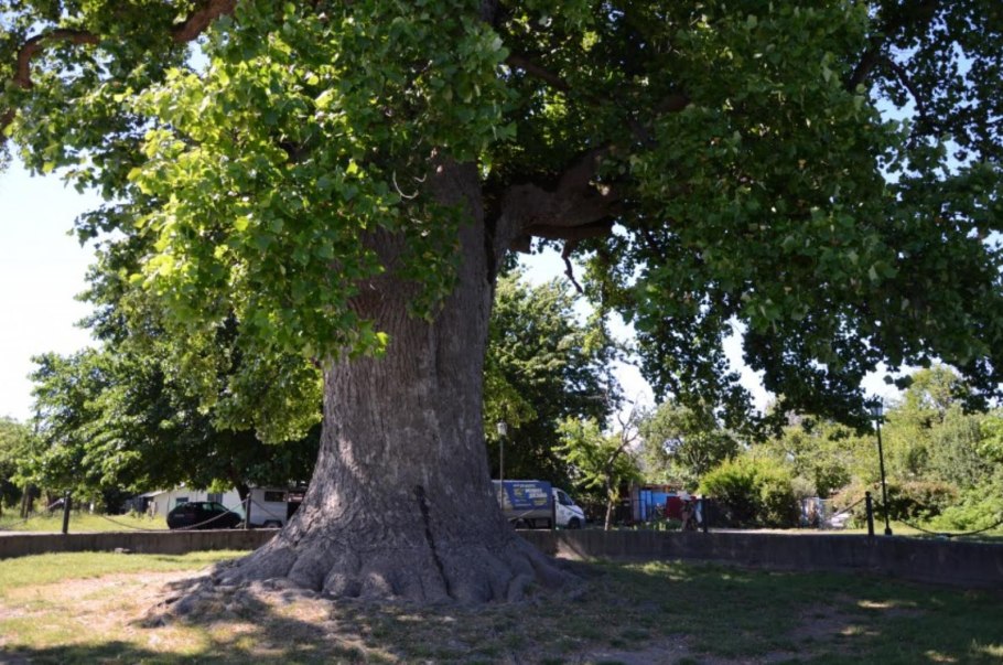 Тюльпановое дерево в Лазаревском