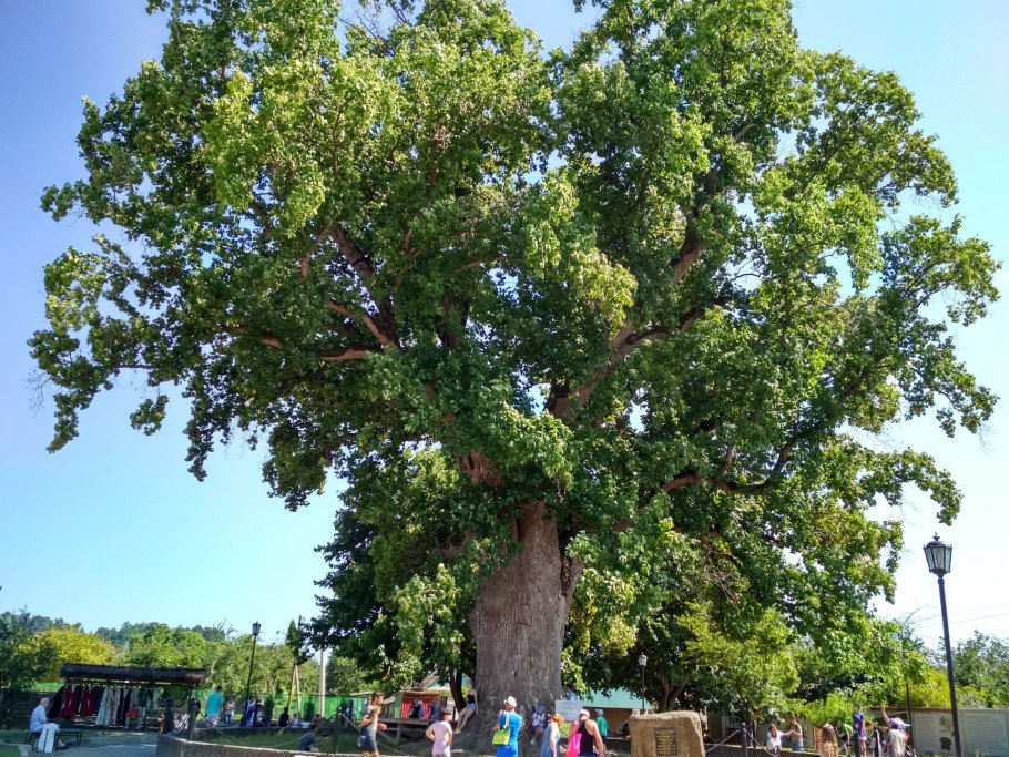 Тюльпановое дерево в Лазаревском