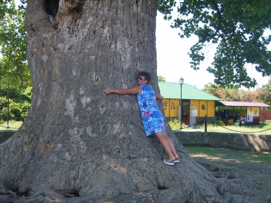 Экскурсии тюльпановое дерево Сочи