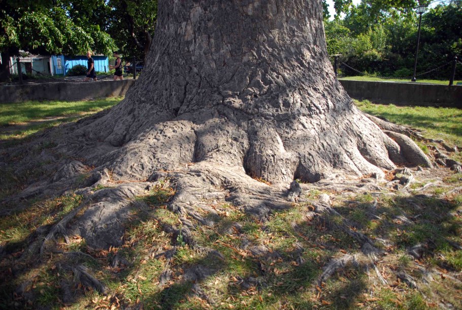 Тюльпановое дерево Кичмай