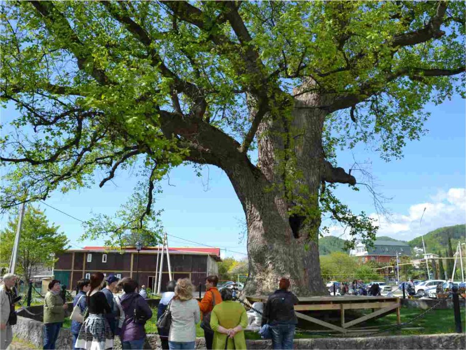 Тюльпановое дерево Краснодарский край