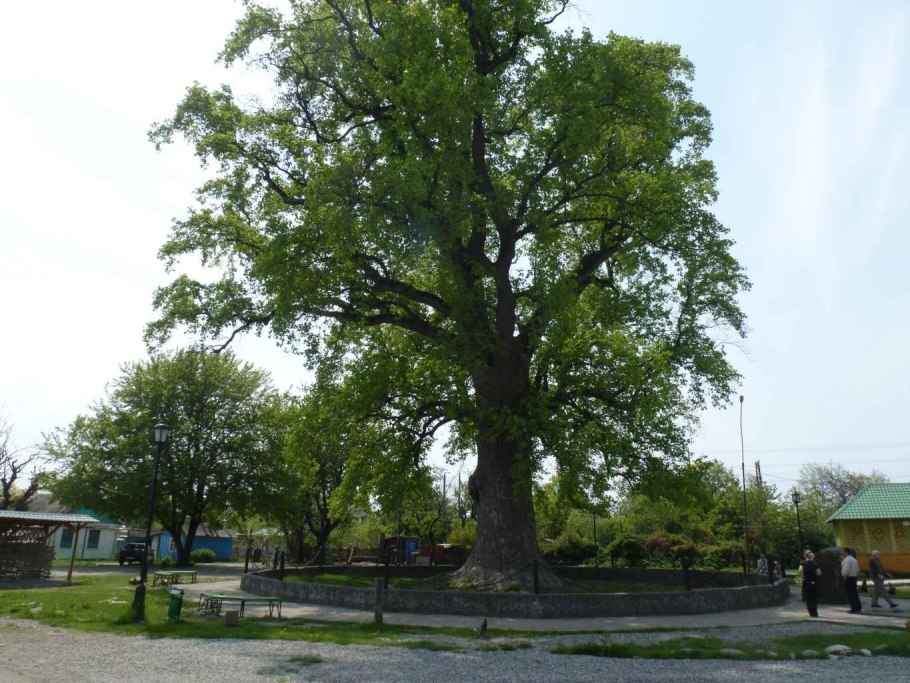 Liriodendron tulipifera тюльпановое дерево
