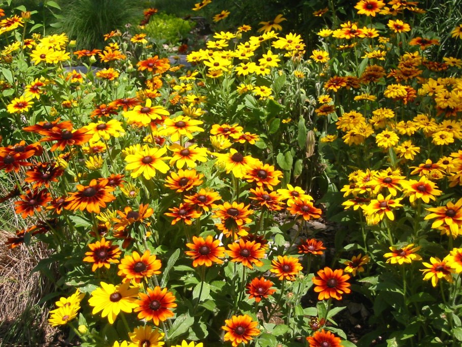 Цветы осеннего цветника