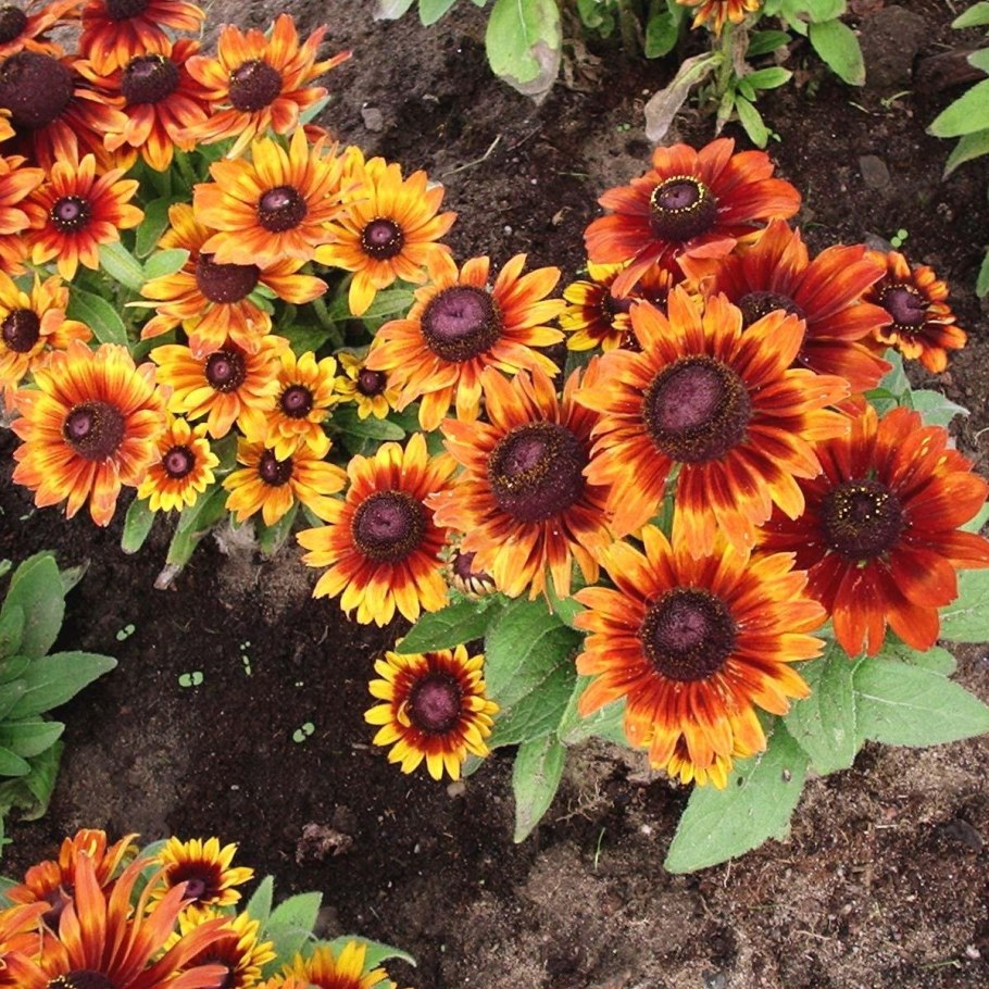 Хризантема Этна