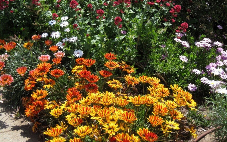 Хризантема мультифлора в миксбордере