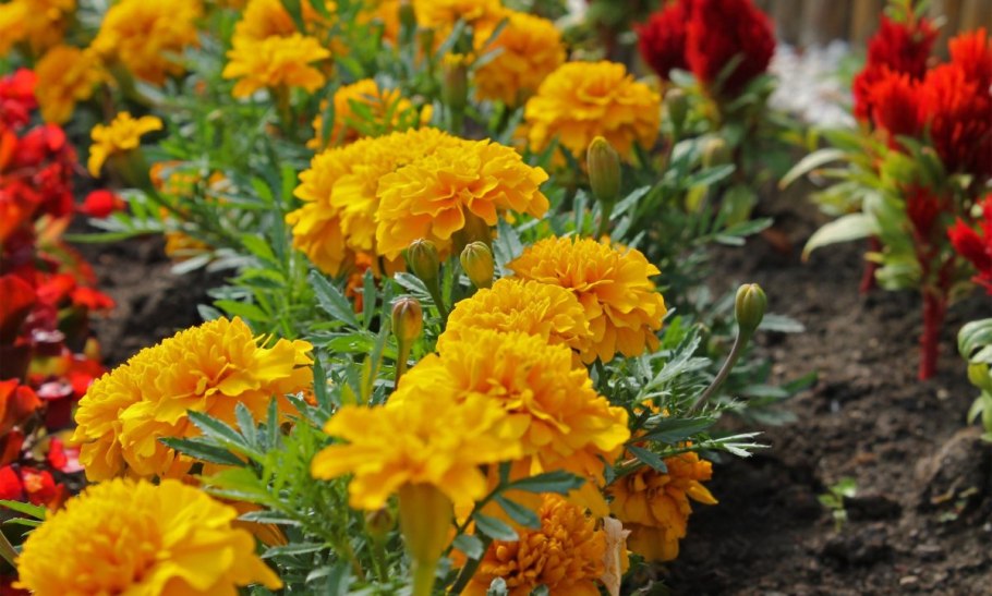 Бархатцы Джипси Саншайн