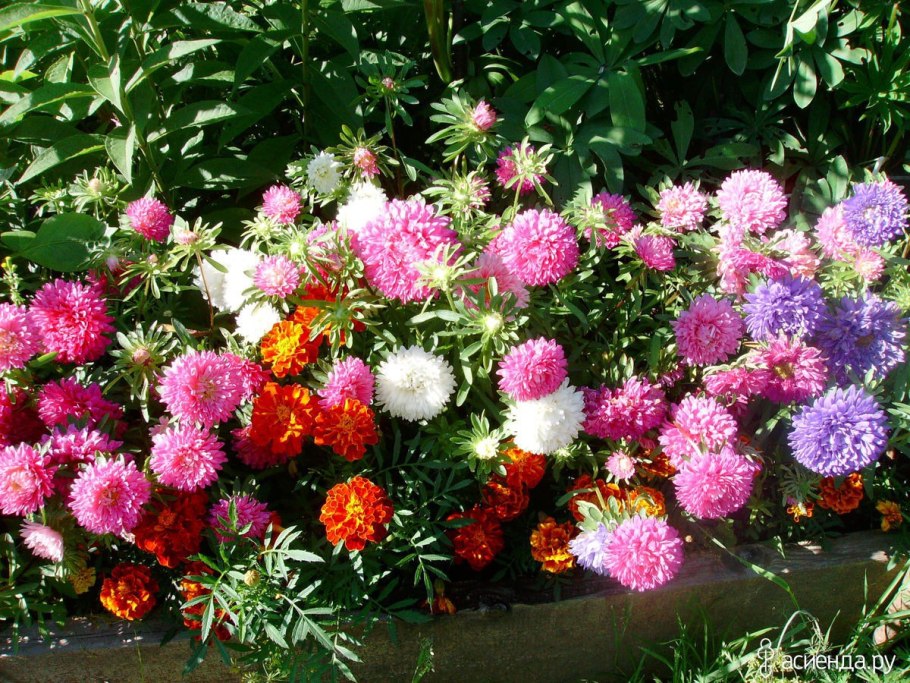 Бархатцы, Сальвия цинии