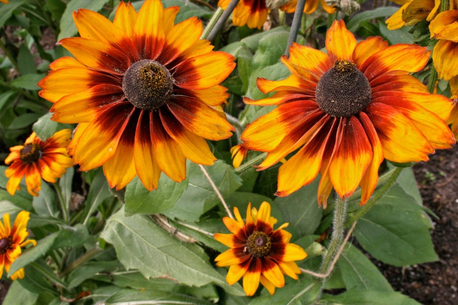 Осенняя трава