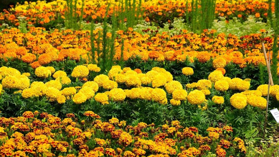 Травянистые осенние цветы